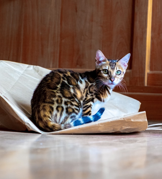 Bengáli macska - A vadonból egyenesen a kanapéra?
