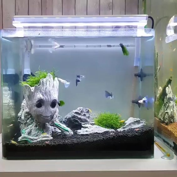 guppi-akvarium