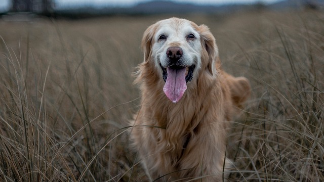 Idős kutya betegségei és gondozása - A boldog aranyévekért?
