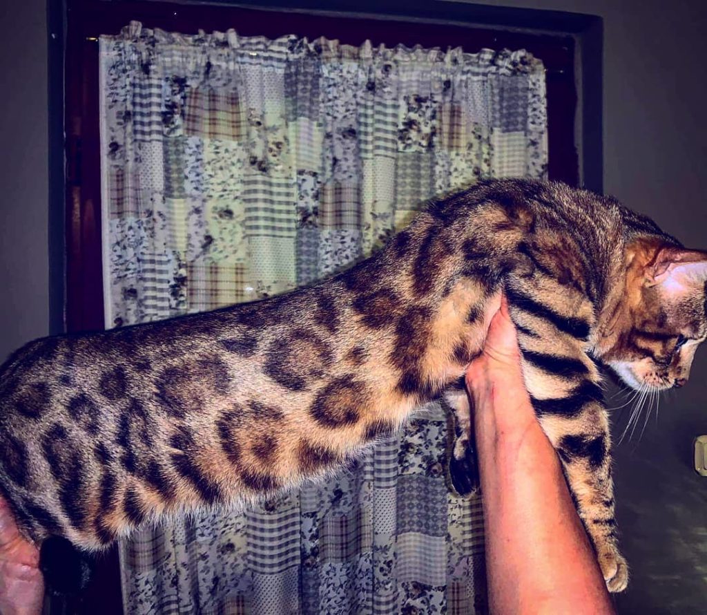 leopard-macska