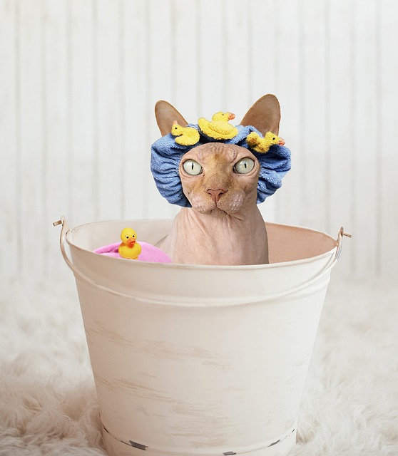Macska fürdetés tudnivalók