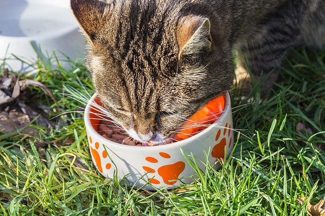 A macska etetése mennyiség szempontjából-A cicás élet nagy kérdése?