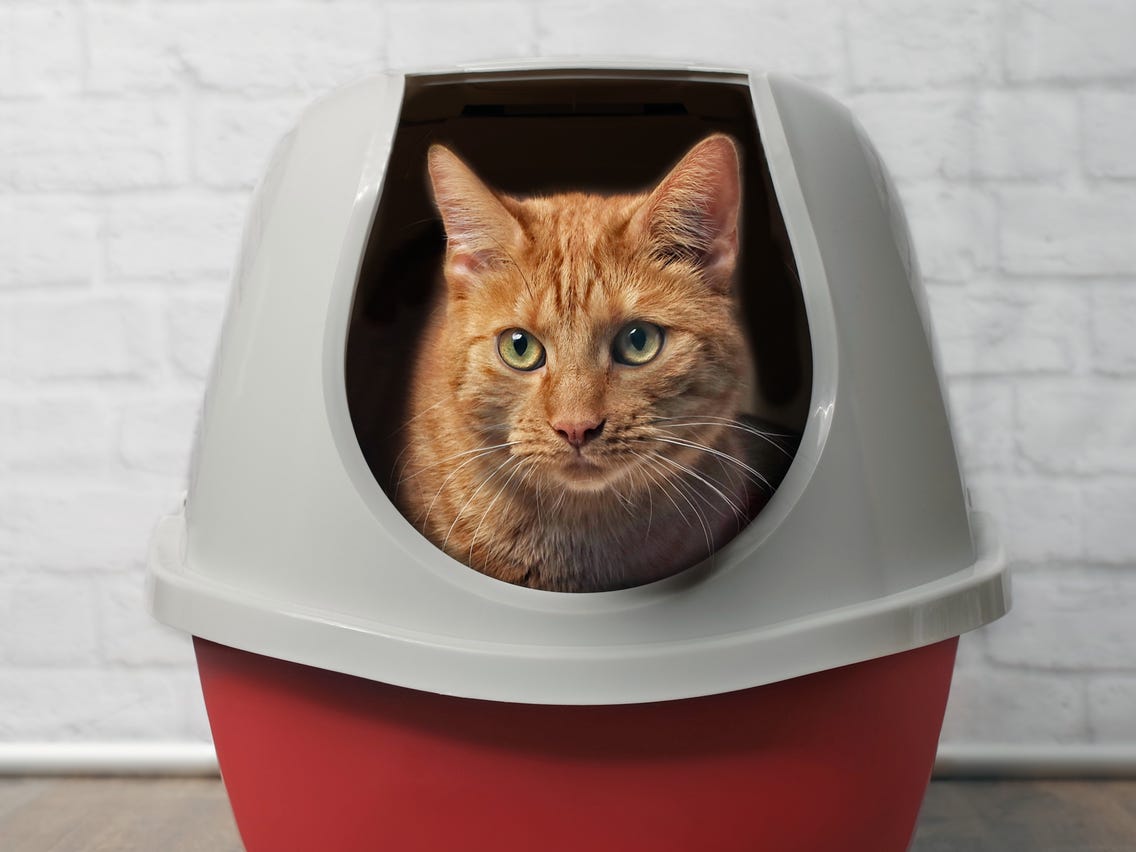 A macska alomra szoktatása – A pottyantás nagy dilemmája?