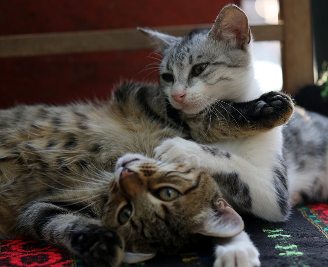 Macskák párzása - Az érdekes nyávogások rejtélye?