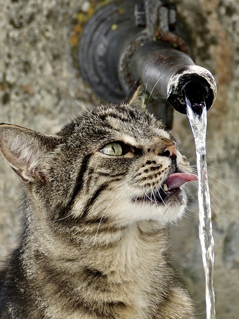 A macska sokat iszik? Mit tegyünk a folyóügyekkel?