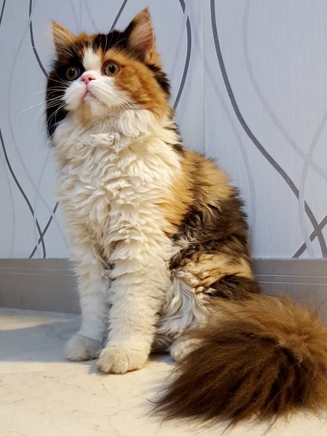 Perzsa macska-A tökéletes pihe puha lakáscica