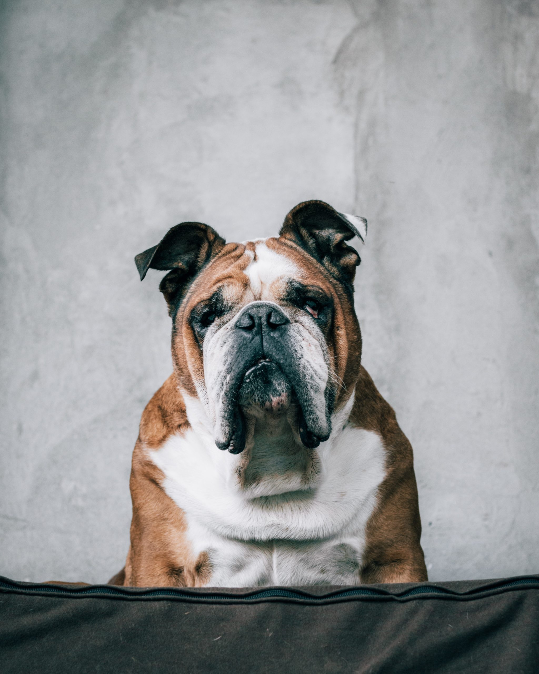 Az angol bulldog - A bumfordi szeretetbomba