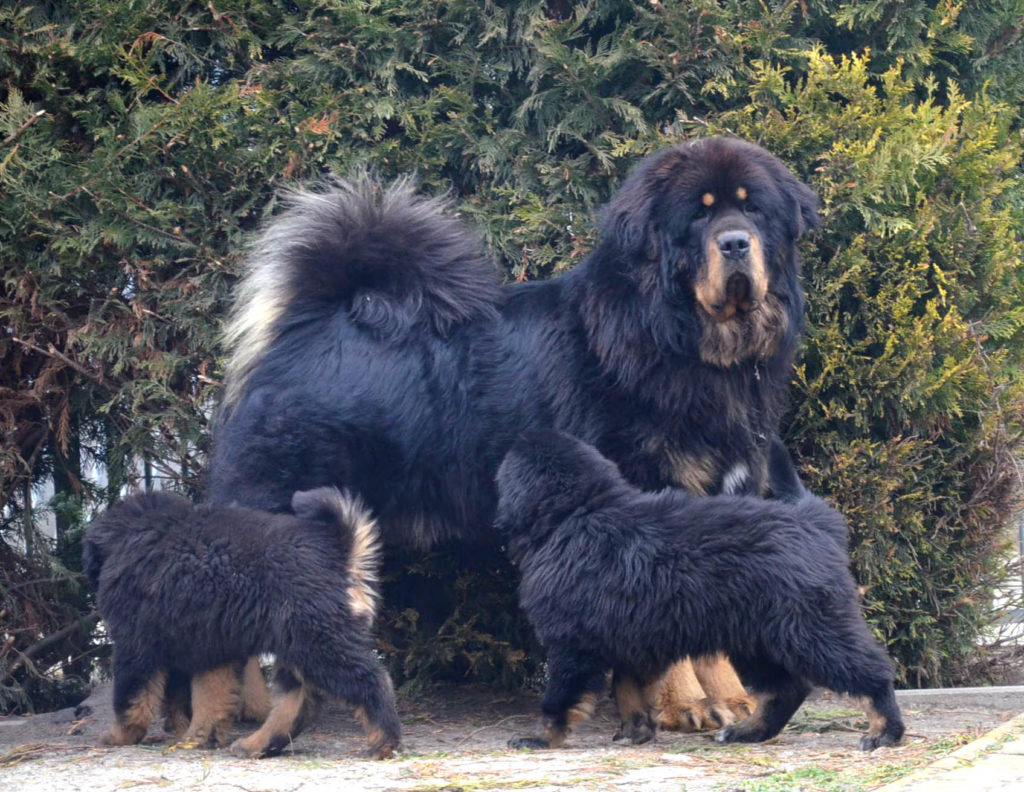 tibeti-masztiff-kutya