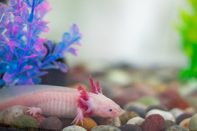 axolotl-akvarium