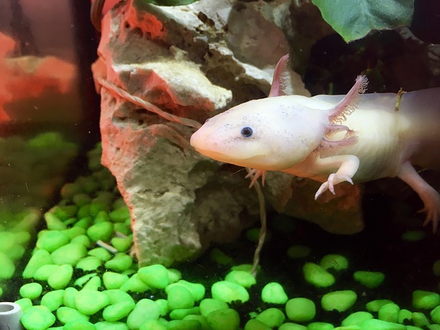 axolotl -tartas