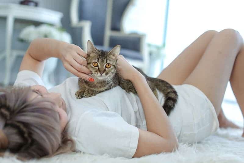 Miért fekszik a macska az emberre- 5 okot is mondunk