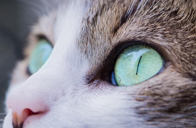 macska-szem