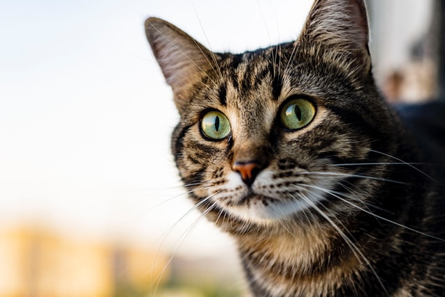 A macska szeme könnyezik – mire gyanakodj?