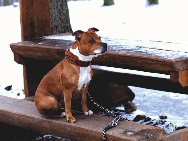 stafforshire-terrier