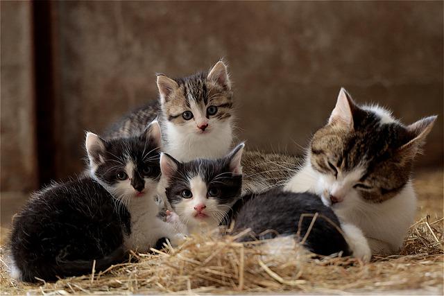 Macska vemhesség – minden, amit a cicagazdiknak tudnia kell