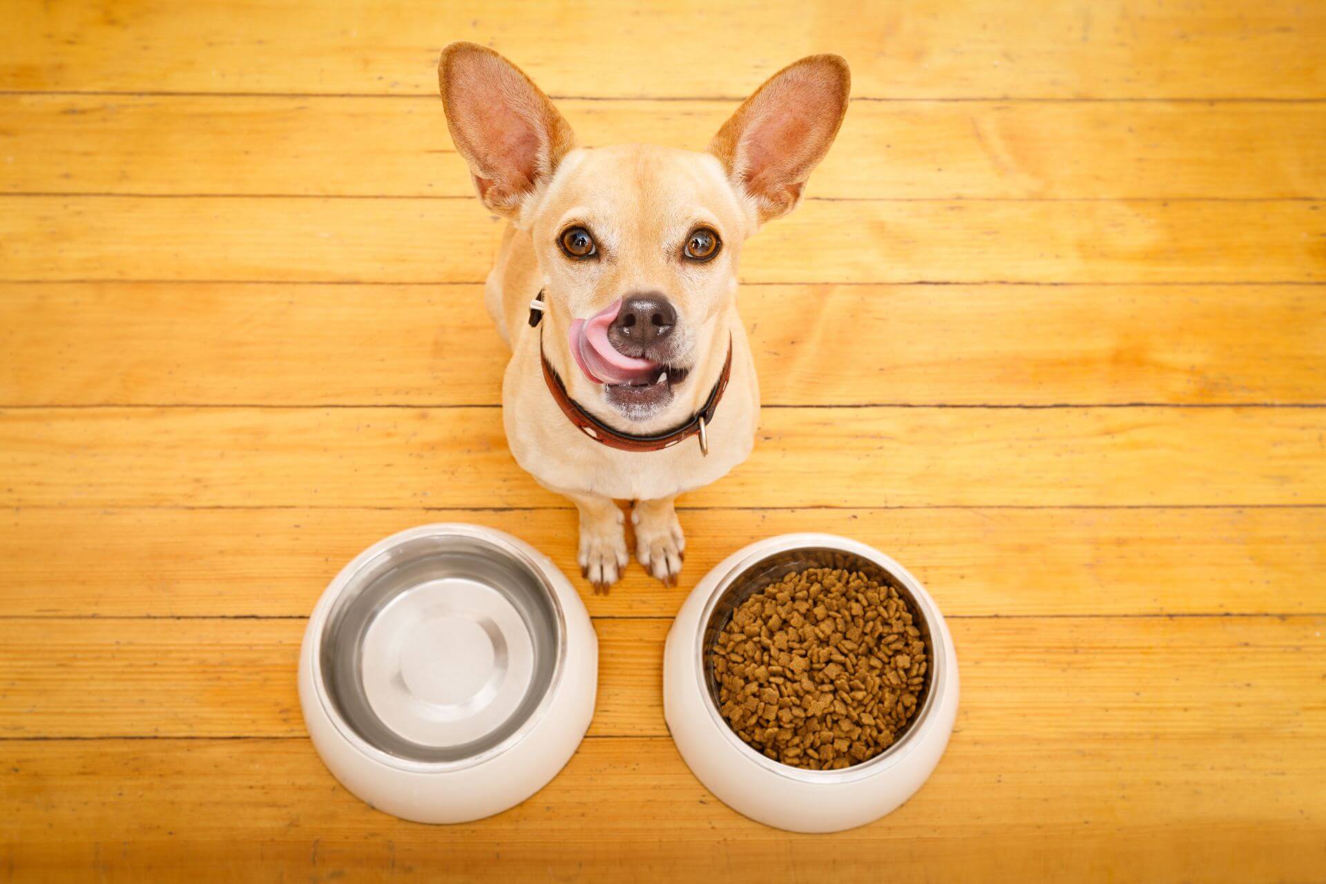 Kutya etetése – minden, amit tudni érdemes