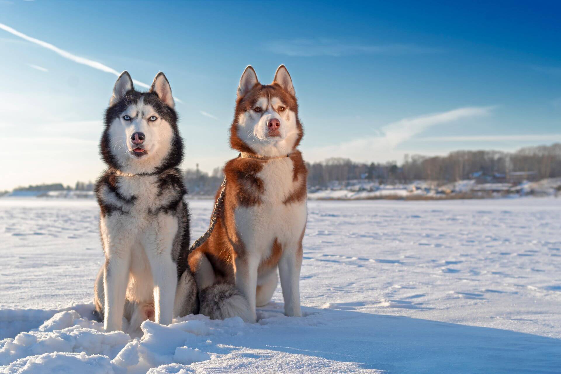 Kutyával télen: 5 tipp és tanács kutyatartóknak