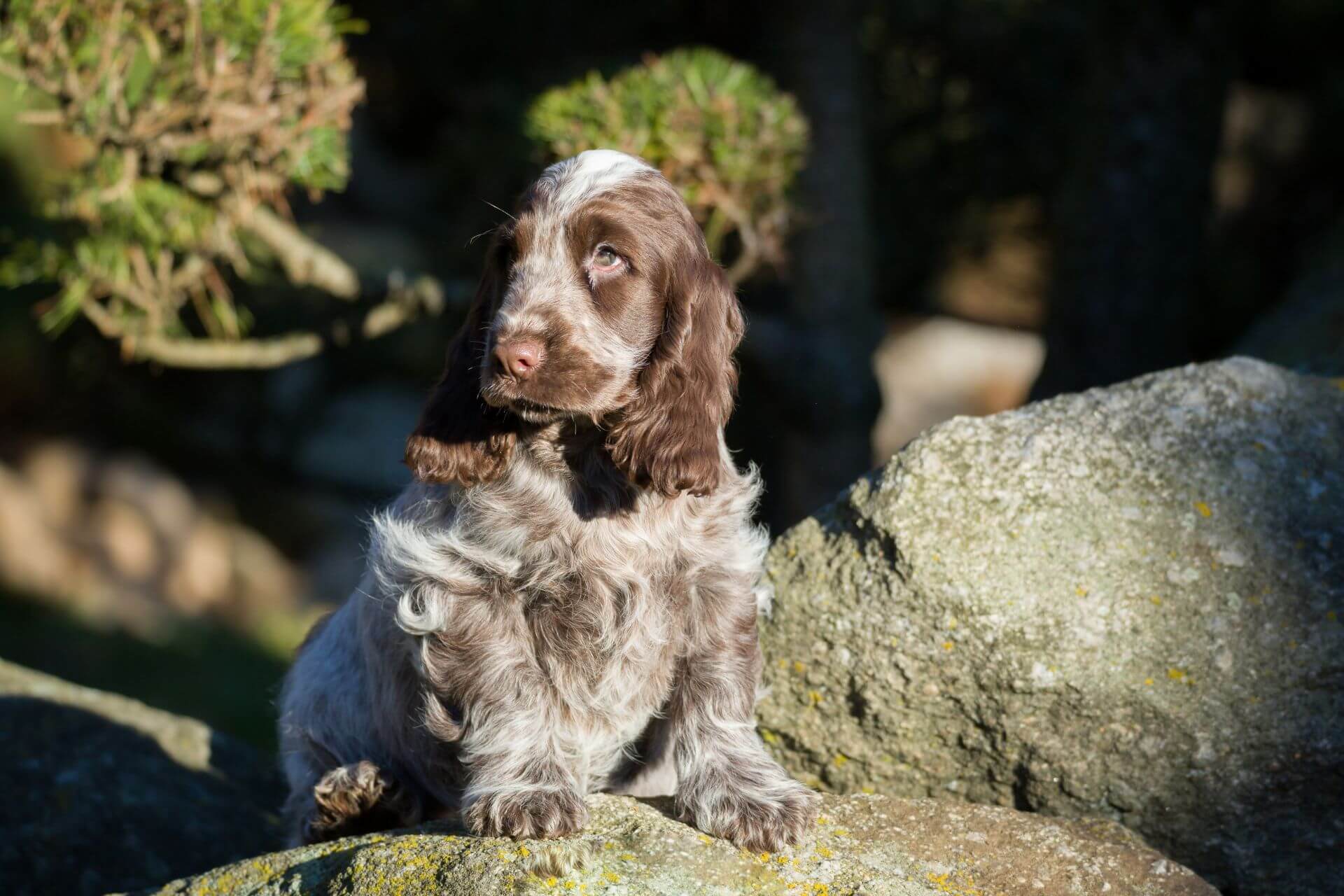 Angol cocker spániel- az okos, szeleburdi szépség - Petguru