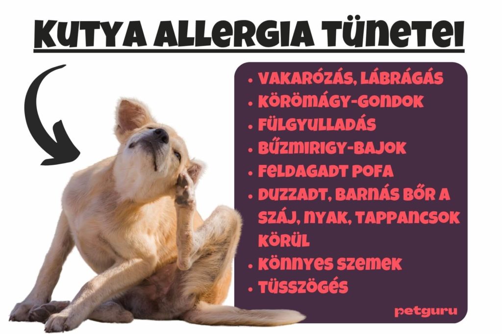 kutya-allergia-jelei