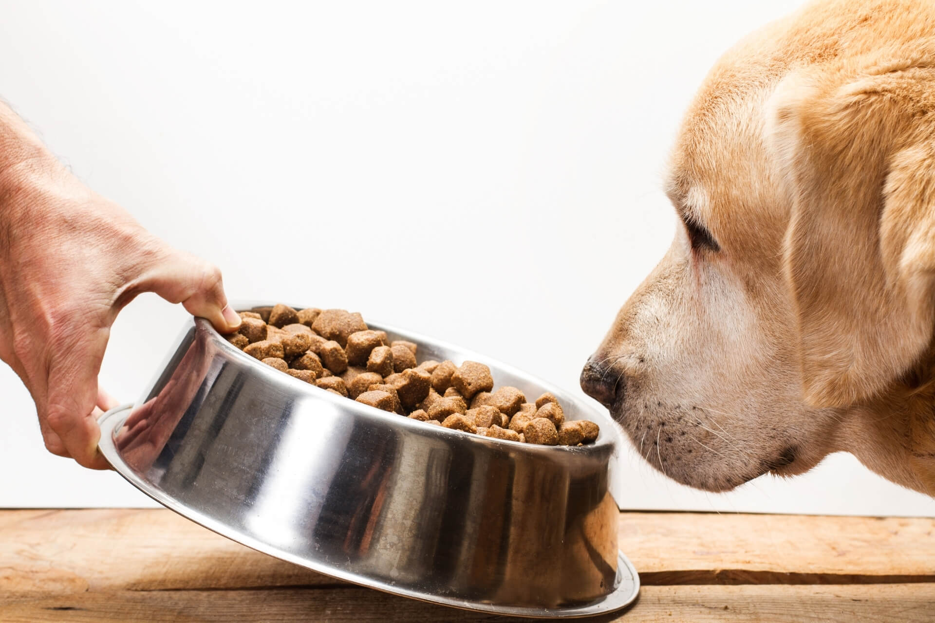 Miért nem eszik a kutya? Hozunk pár lehetséges okot!