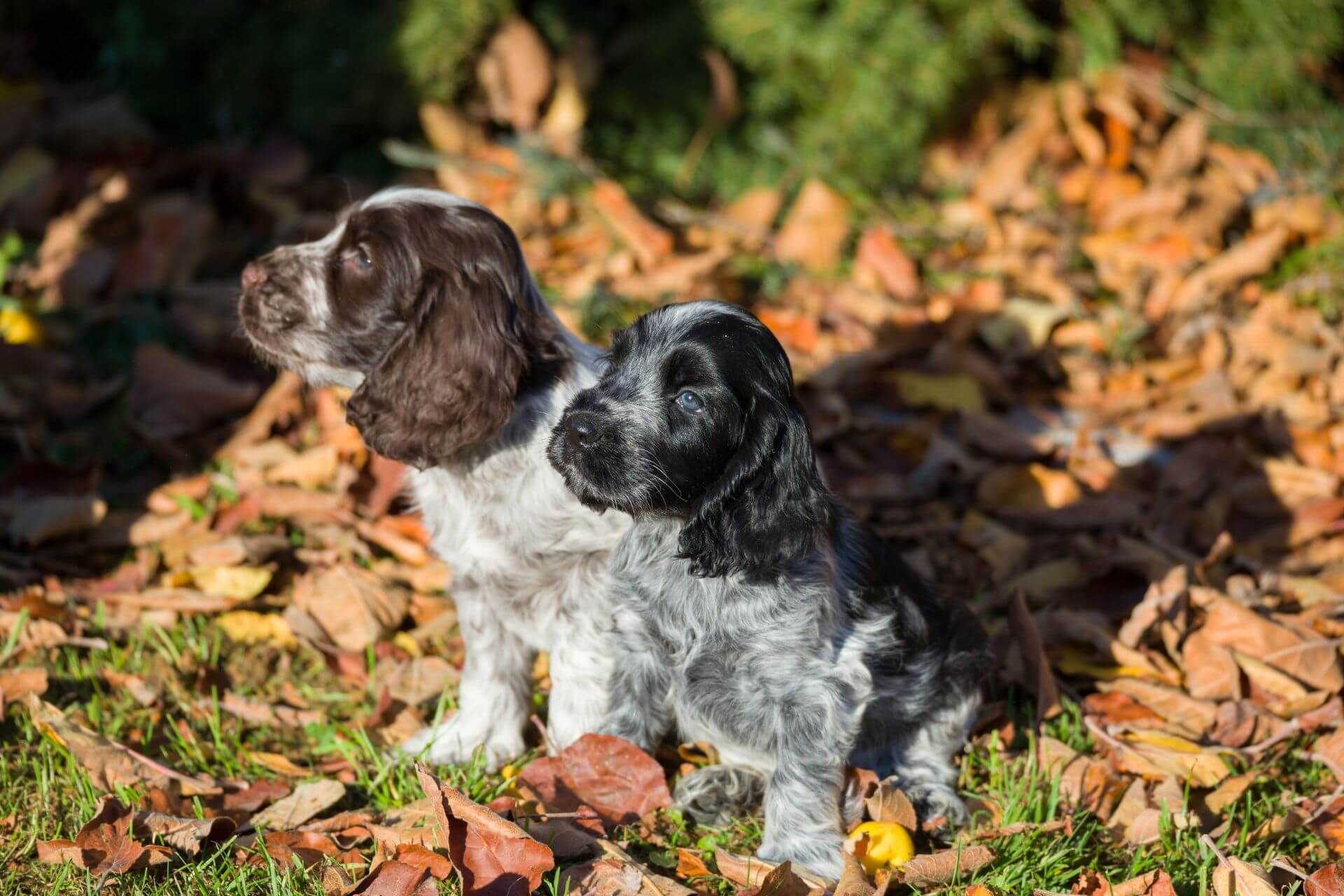 Angol cocker spániel- az okos, szeleburdi szépség - Petguru
