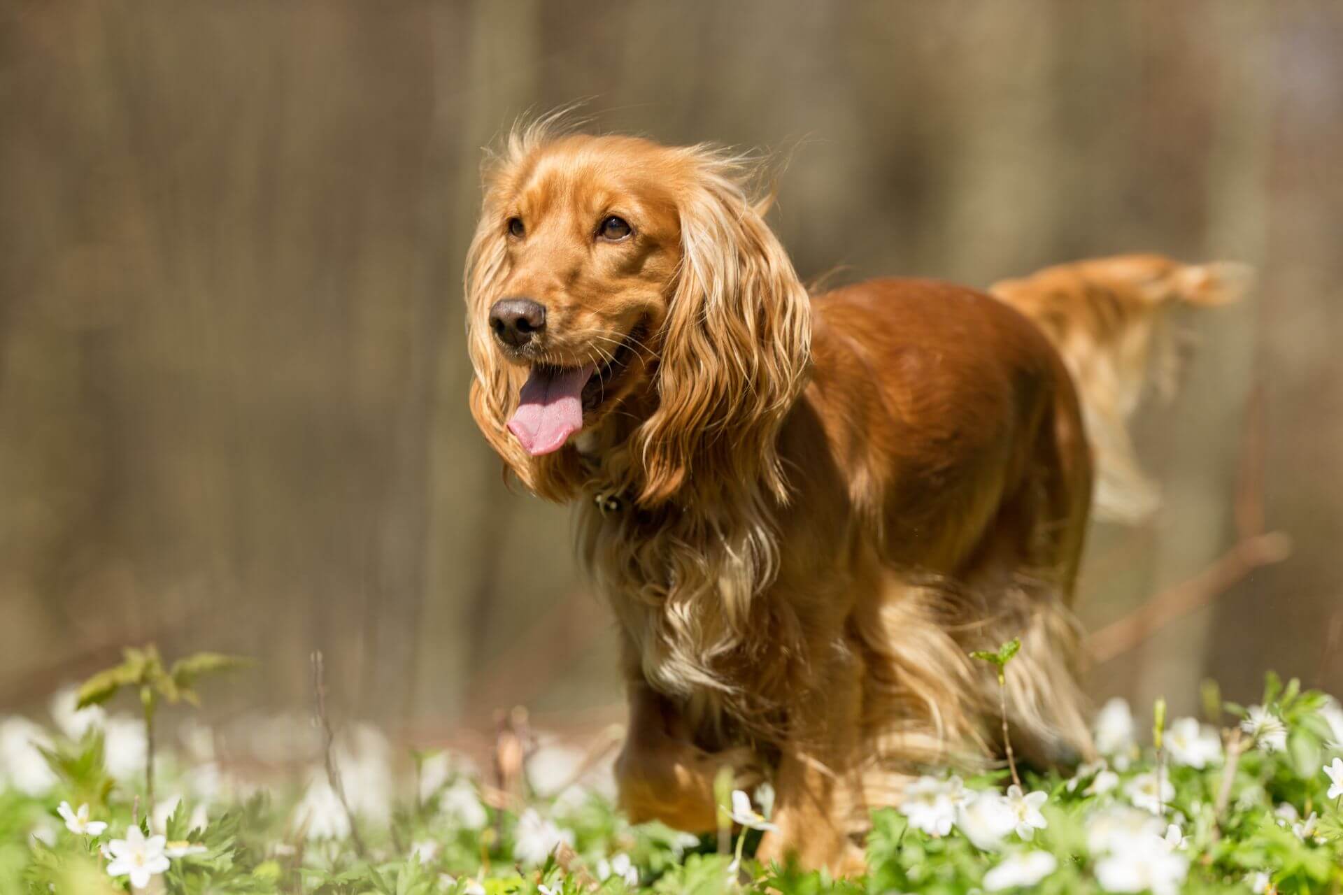 Angol cocker spániel- az okos, szeleburdi szépség - Petguru