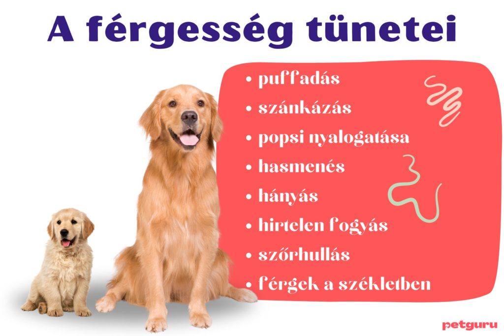 kutya-fergesseg-tunetei