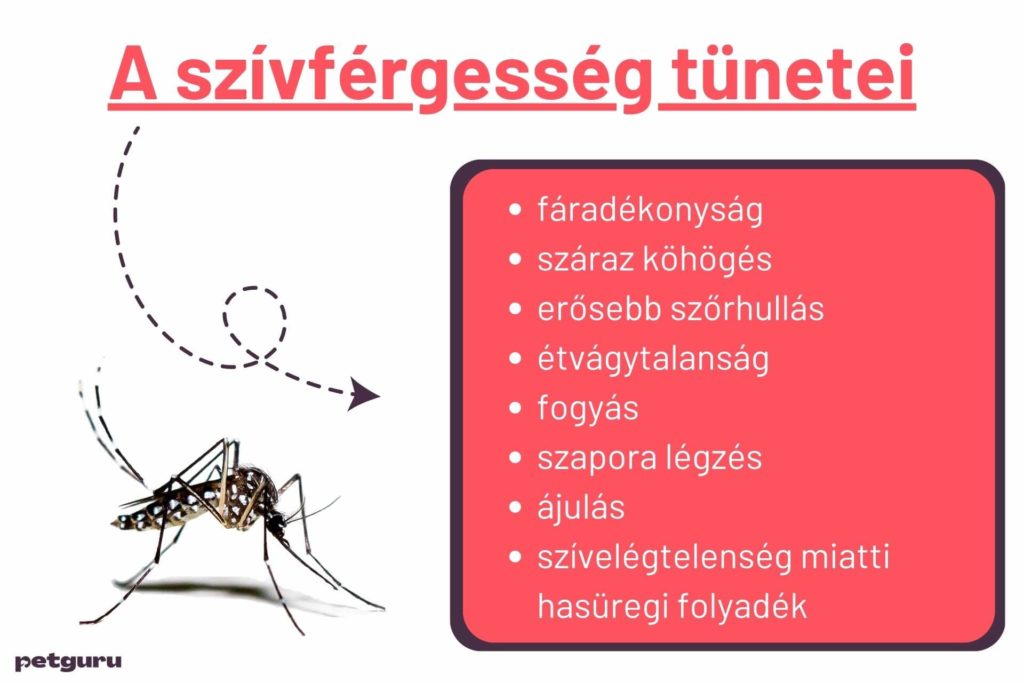 szivfergesseg-tunetei