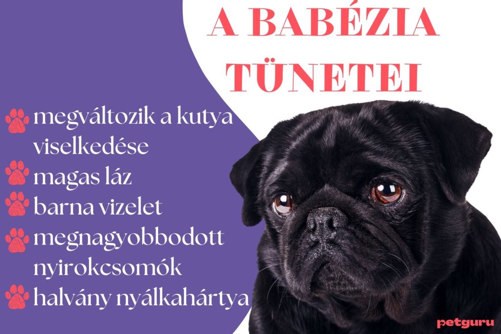 babezia-tunetei