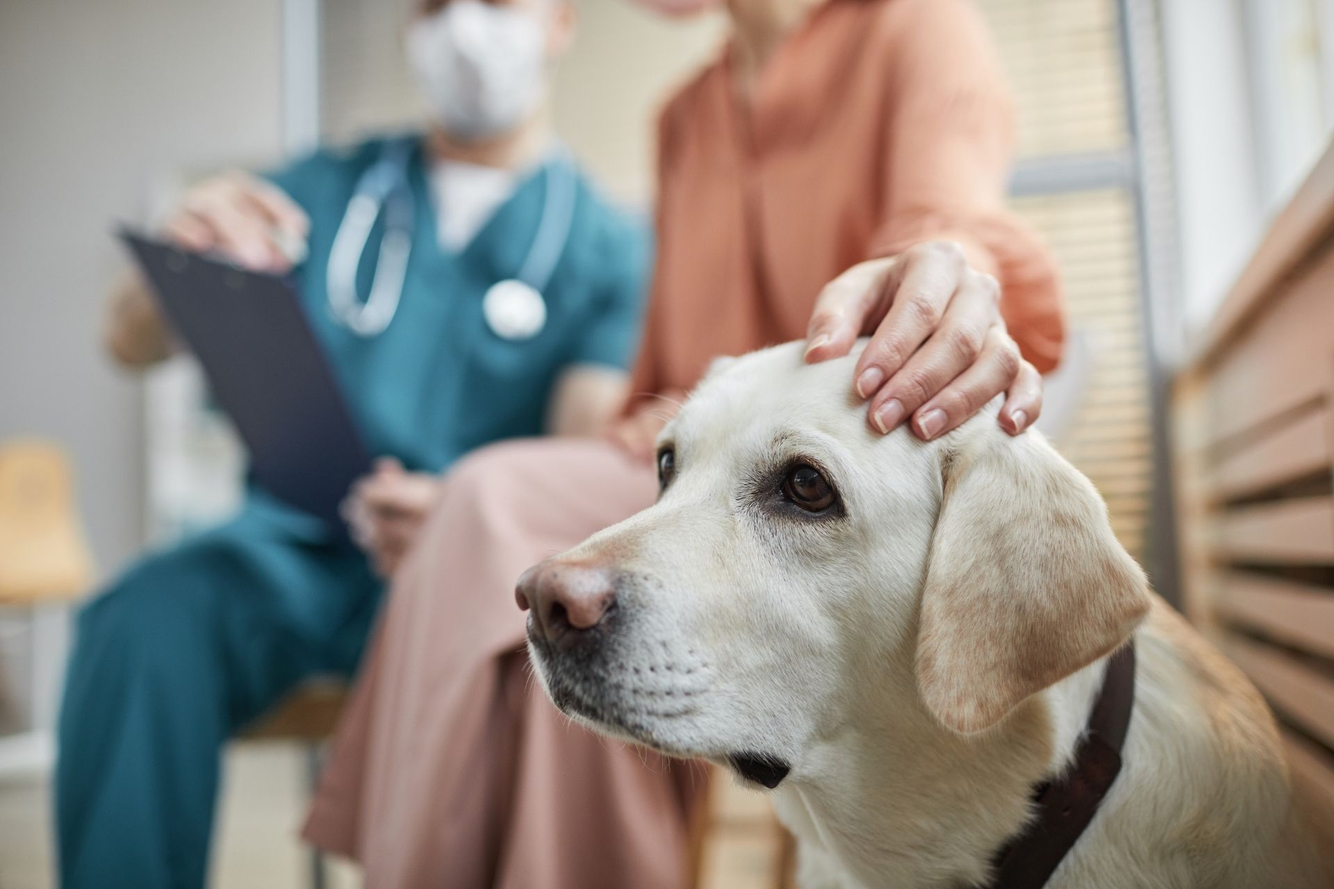 Bélgyulladás kutyáknál – egy újabb súlyos nyavalya
