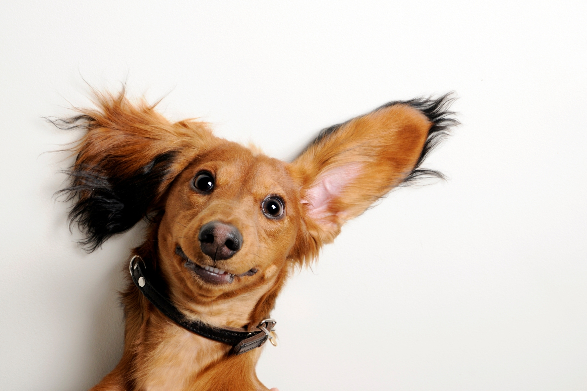 Kutya fülgyulladás – mi a „kutyafüle” okozza?