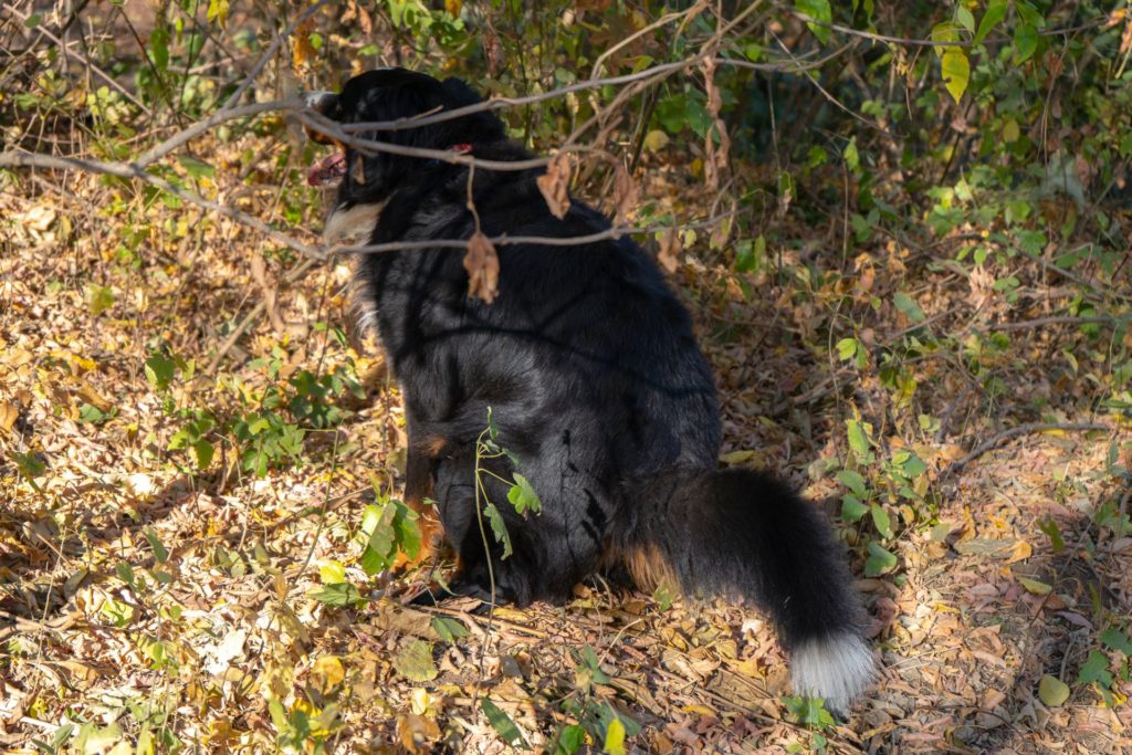 kutya-lagy-szeklet