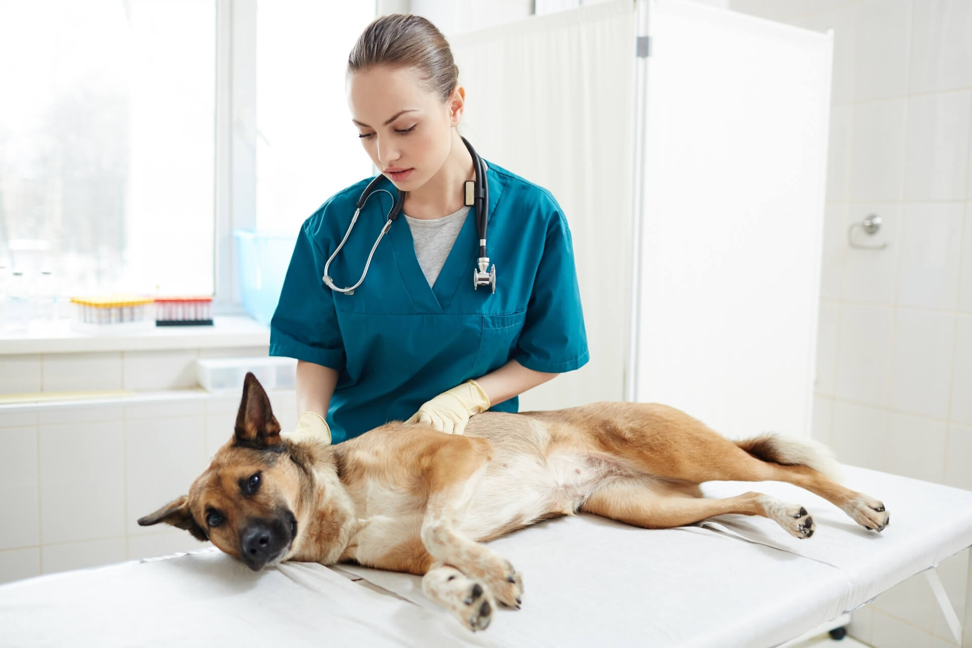 Vesebeteg kutya – Tünetek, kezelés, etetés
