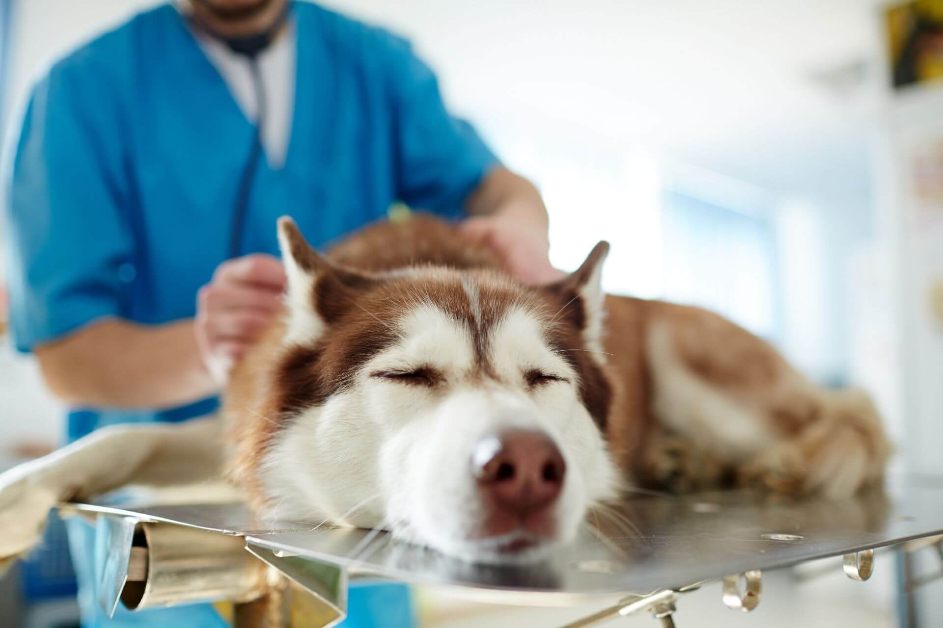Kutya láz- tünetek, okozója és gyakorlati tanácsok