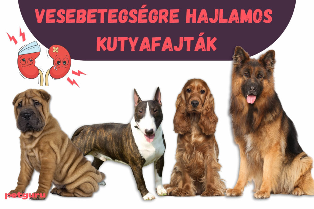 vesebeteg-kutya-fajtak