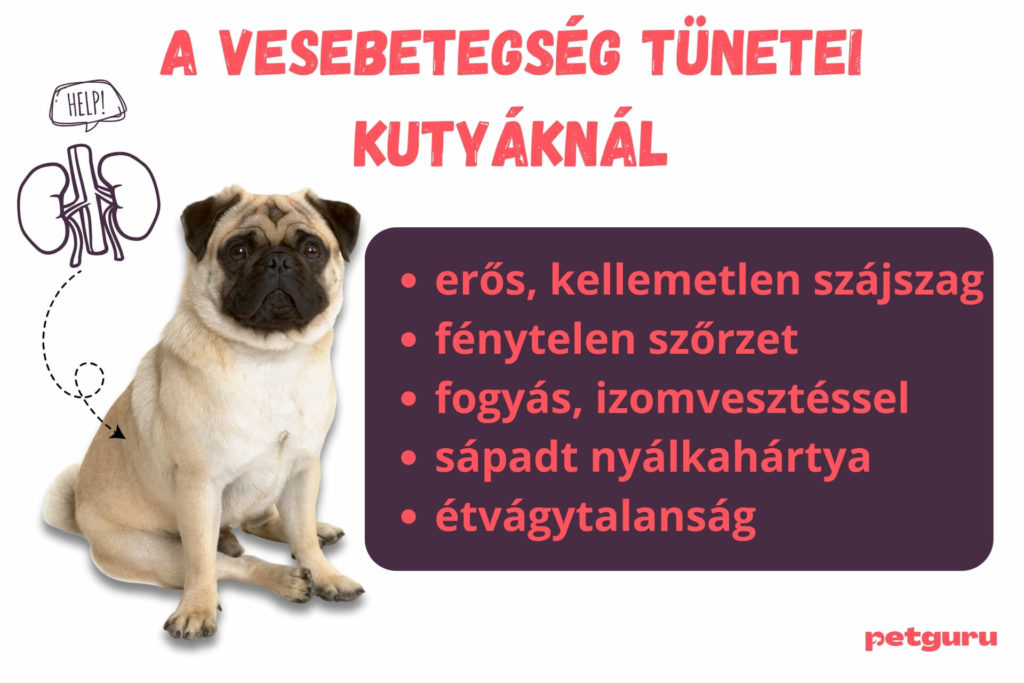 vesebeteg-kutya-tunetei