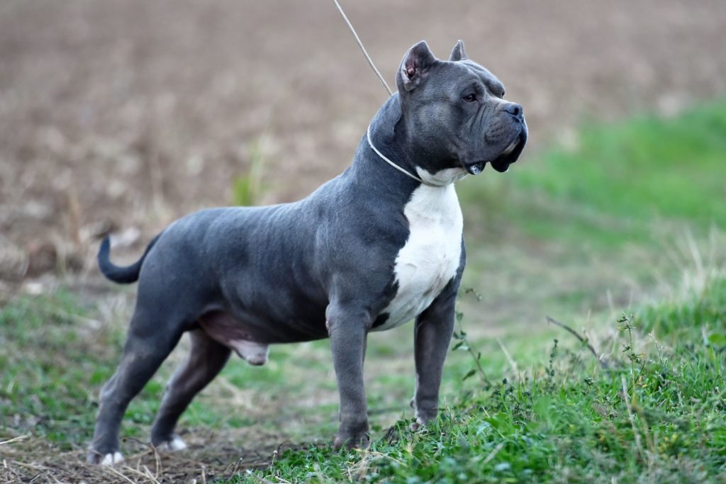 american-bully