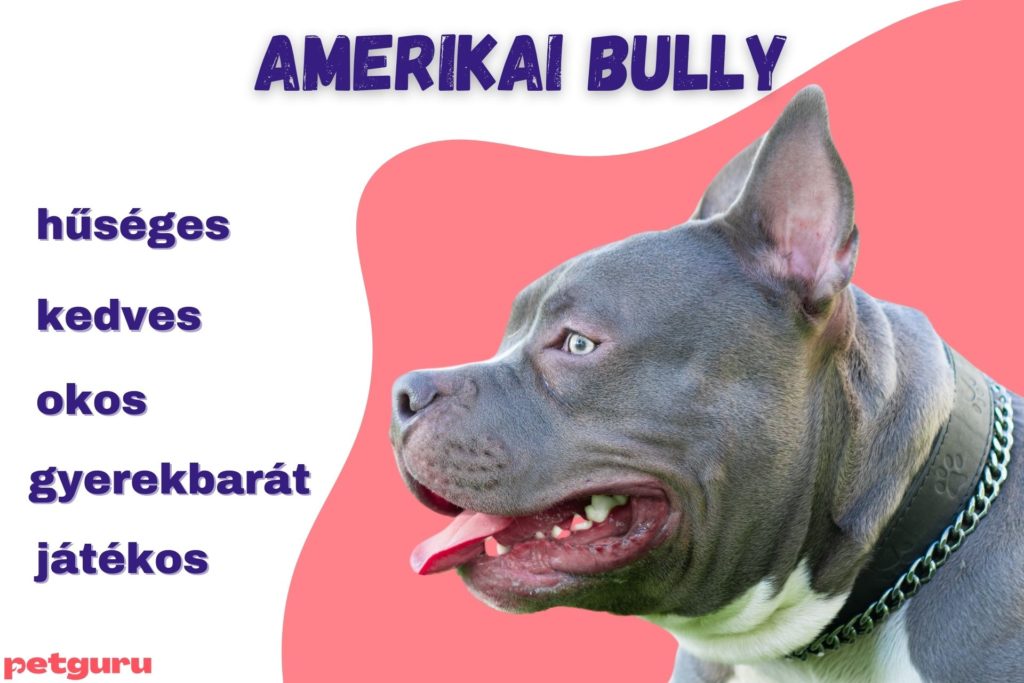 amerikai-bully