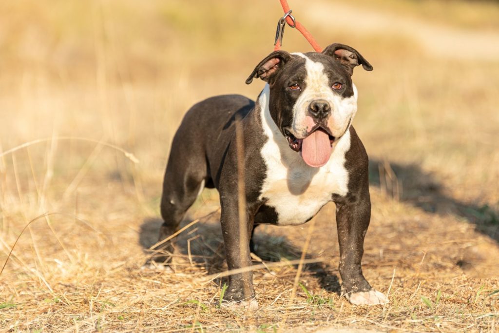 xl-american-bully