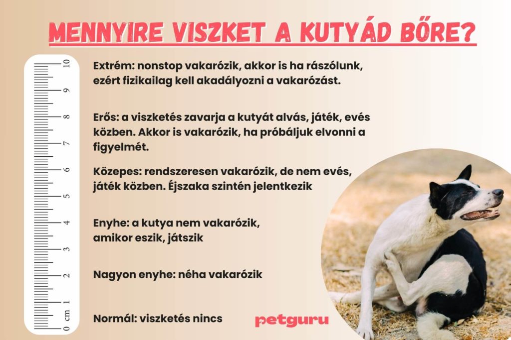 kutya-viszketes