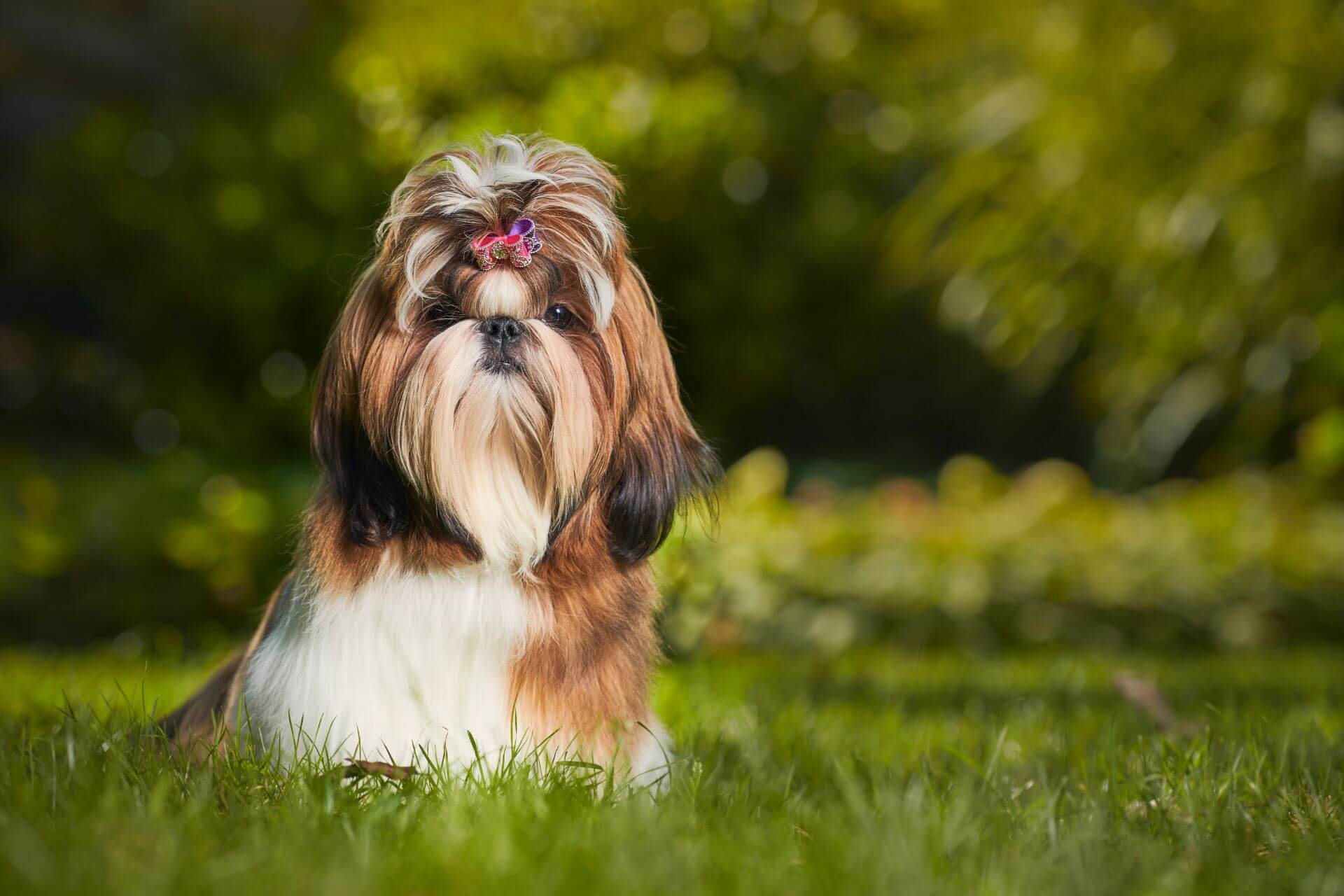 Shih tzu: a legalkalmazkodóbb öleb