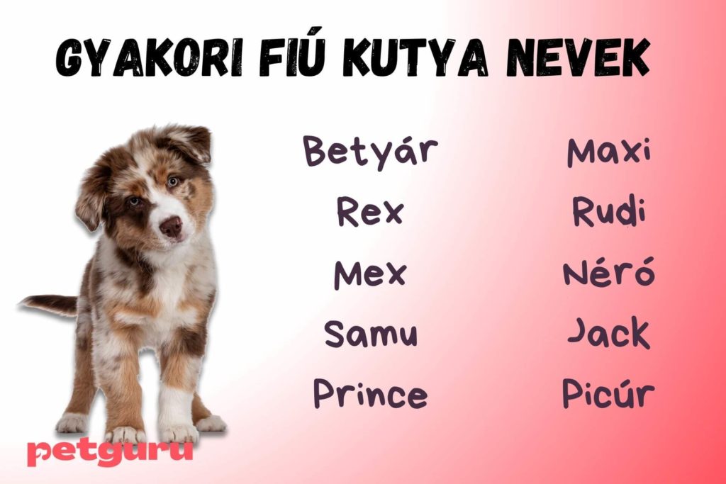 fiu-kutya-nevek