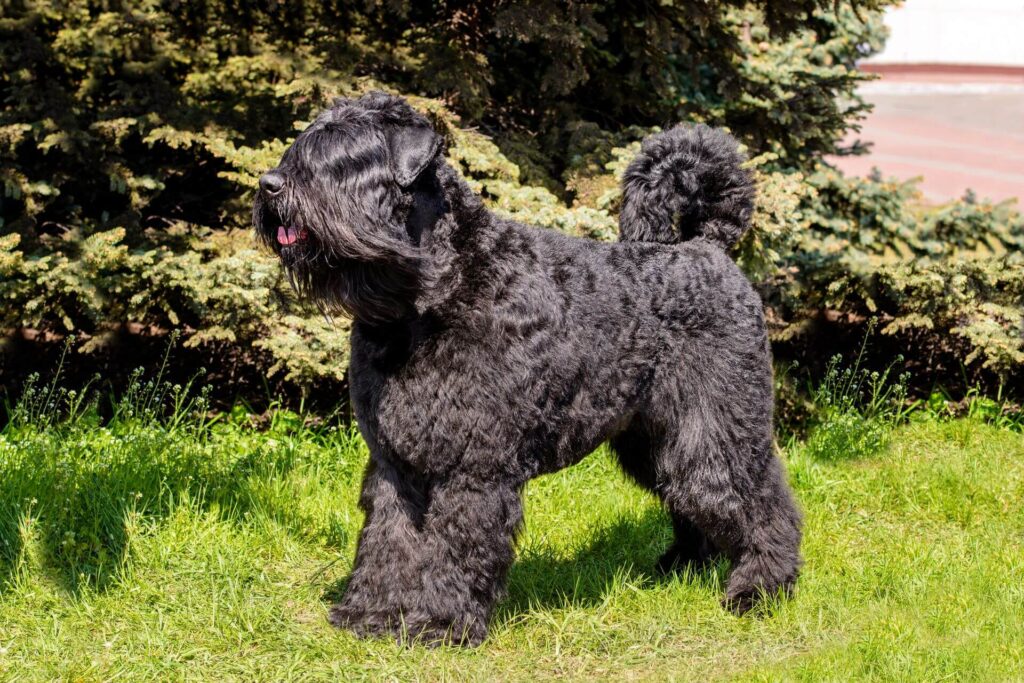 bouvier